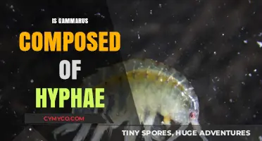 Exploring the Myth: Is Gammarus Truly Composed of Hyphae?