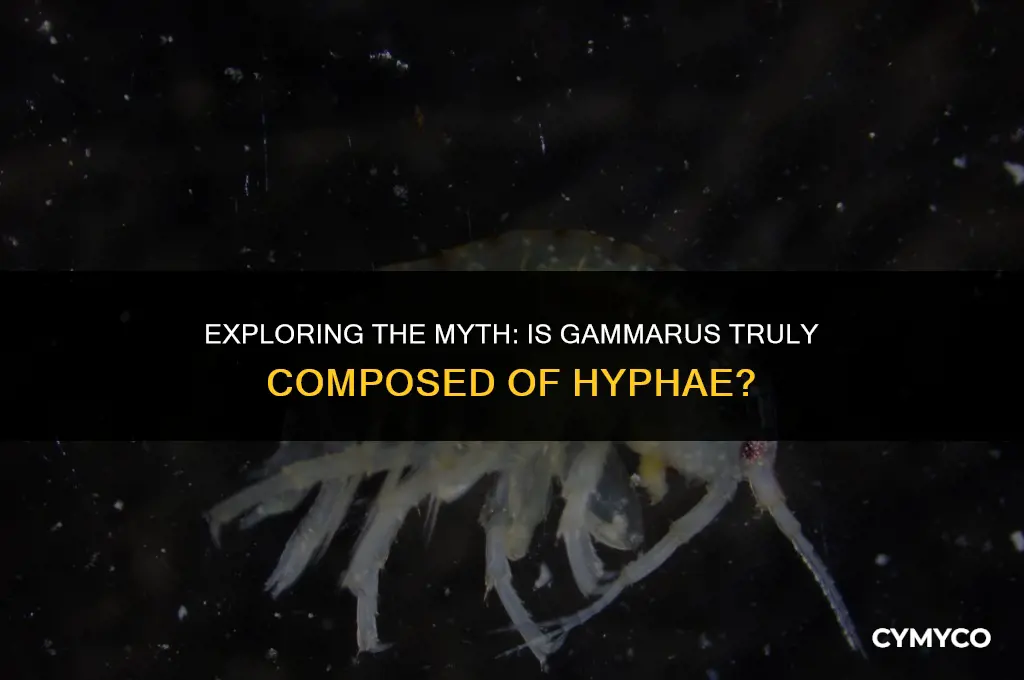 is gammarus composed of hyphae