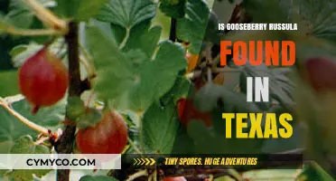 Exploring Texas Forests: Is Gooseberry Russula a Common Find?