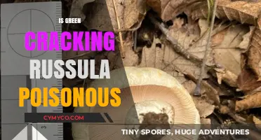 Is Green Cracking Russula Poisonous? Uncovering the Truth About This Mushroom