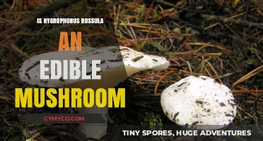 Is Hygrophorus Russula Safe to Eat? Edibility Explained