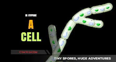 Exploring the Intricacies: Is Hyphae a Cell or Not?