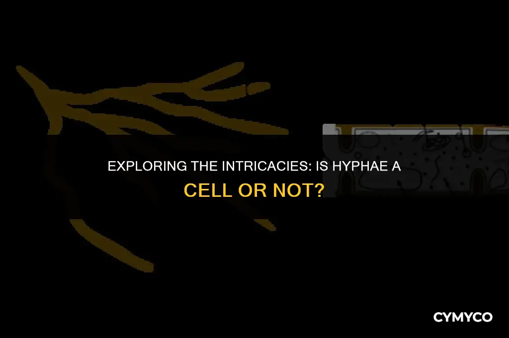 is hyphae a cell