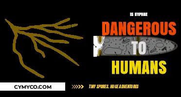 Exploring the Safety of Hyphae: A Comprehensive Guide for Humans
