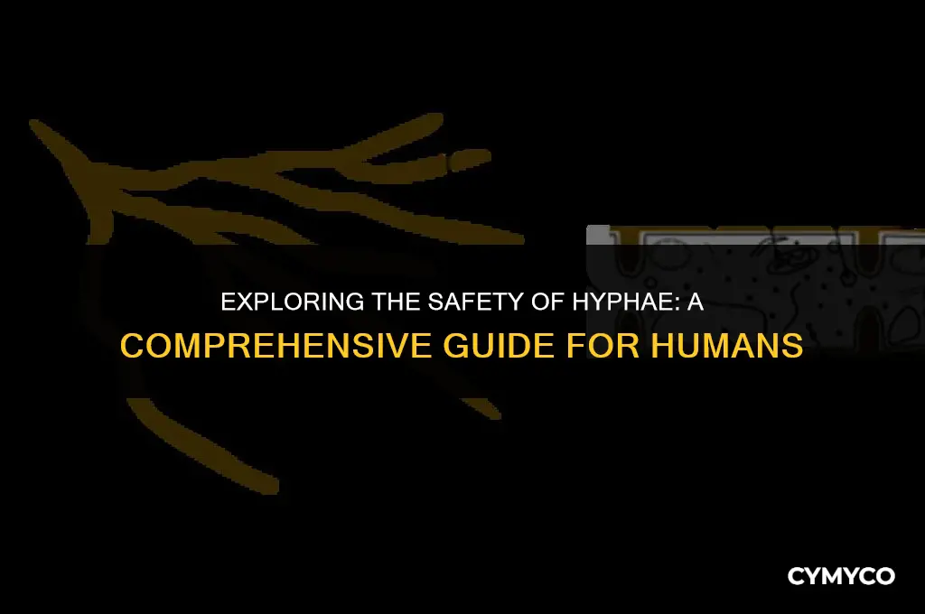 is hyphae dangerous to humans