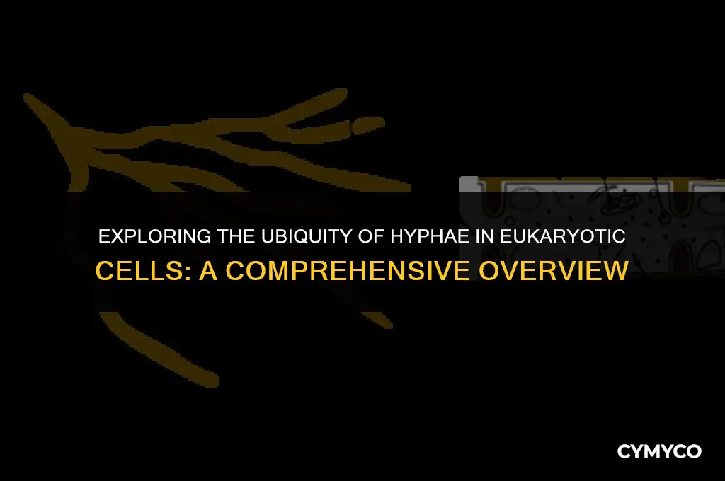 is hyphae found in all eukaryotic cells