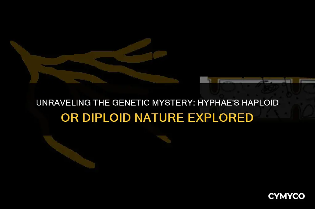 is hyphae haploid or diploid