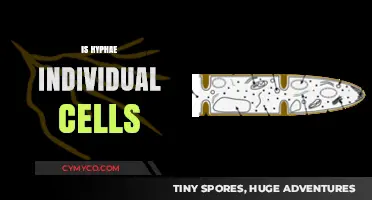 Exploring the Structure: Are Hyphae Composed of Individual Cells?