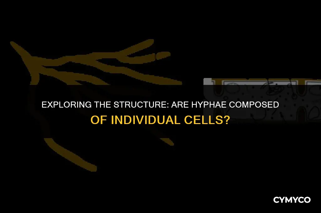 is hyphae individual cells