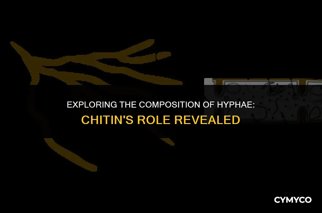 is hyphae made up of chitin
