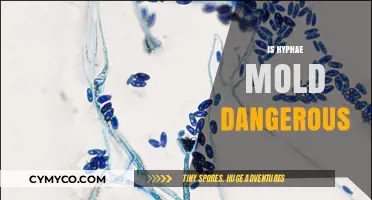 Unveiling the Truth: Is Hyphae Mold a Hidden Health Hazard?
