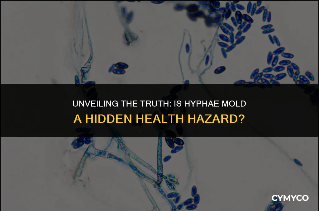 is hyphae mold dangerous