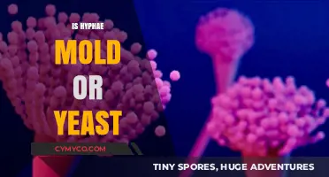 Unraveling the Mystery: Hyphae - Mold or Yeast?