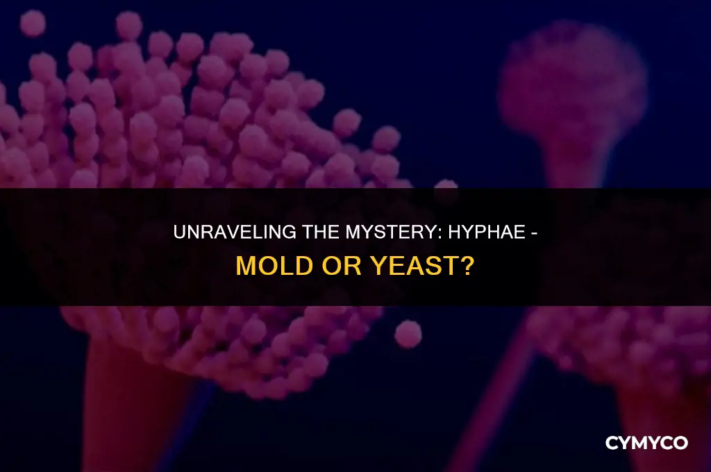 is hyphae mold or yeast