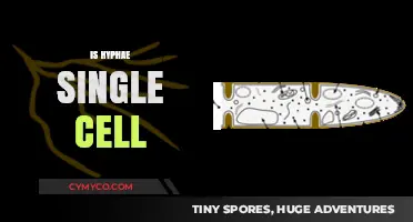 Exploring the Myth: Is Hyphae a Single Cell Organism?