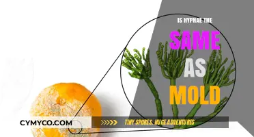 Understanding the Relationship Between Hyphae and Mold Growth