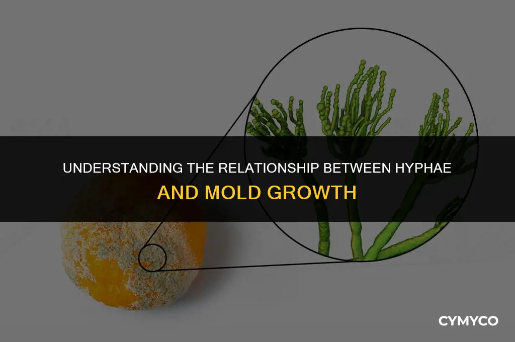 is hyphae the same as mold