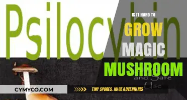 Cultivating Magic Mushrooms: A Beginner's Guide to Psilocybin Growth