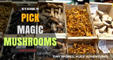 Exploring the Legal Landscape of Magic Mushroom Foraging