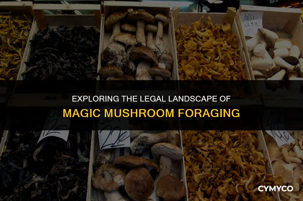 is it illegal to pick magic mushrooms