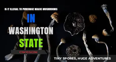 Exploring the Legality of Magic Mushrooms in Washington State