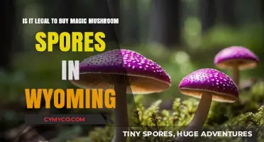 Exploring the Legality of Magic Mushroom Spores in Wyoming