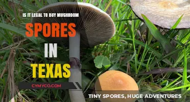 Exploring the Legality of Mushroom Spores in Texas: A Comprehensive Guide