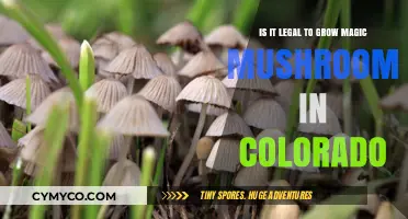 Exploring the Legality of Magic Mushroom Cultivation in Colorado