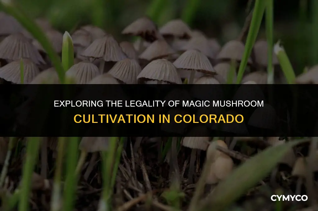 is it legal to grow magic mushrooms in colorado