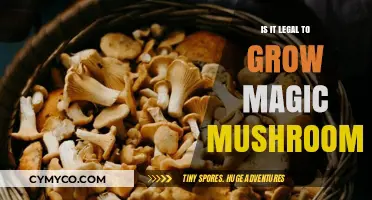 Exploring the Legality of Cultivating Magic Mushrooms: A Comprehensive Guide
