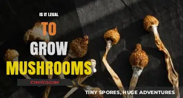 Exploring the Legality of Mushroom Cultivation: A Comprehensive Guide
