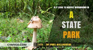 Exploring the Legality of Mushroom Foraging in State Parks