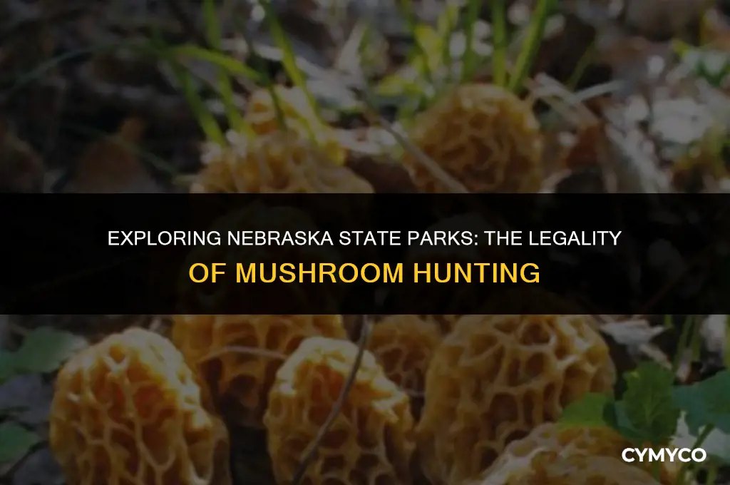 is it legal to hunt mushrooms in nebraska state parks