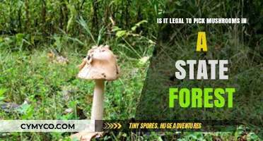 Exploring the Legality of Mushroom Foraging in State Forests