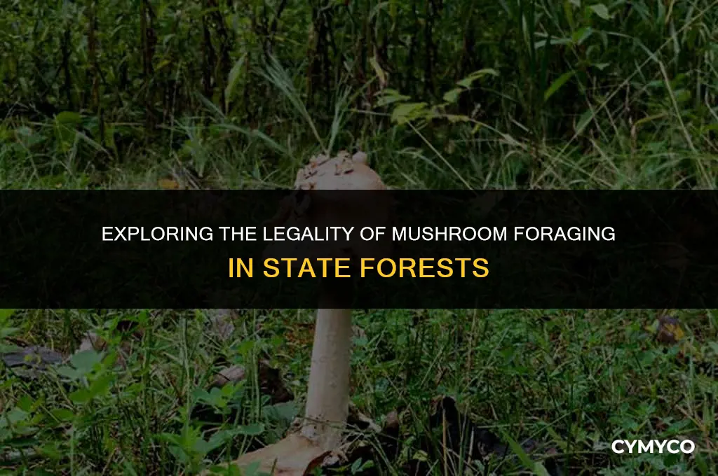is it legal to pick mushrooms in a state forest