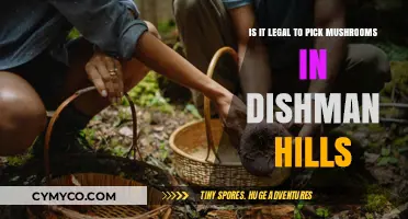 Exploring the Legality of Mushroom Foraging in Dishman Hills