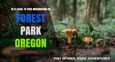 Exploring Oregon's Forest Parks: The Legality of Mushroom Foraging