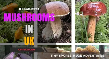 Exploring the Legality of Mushroom Foraging in the UK