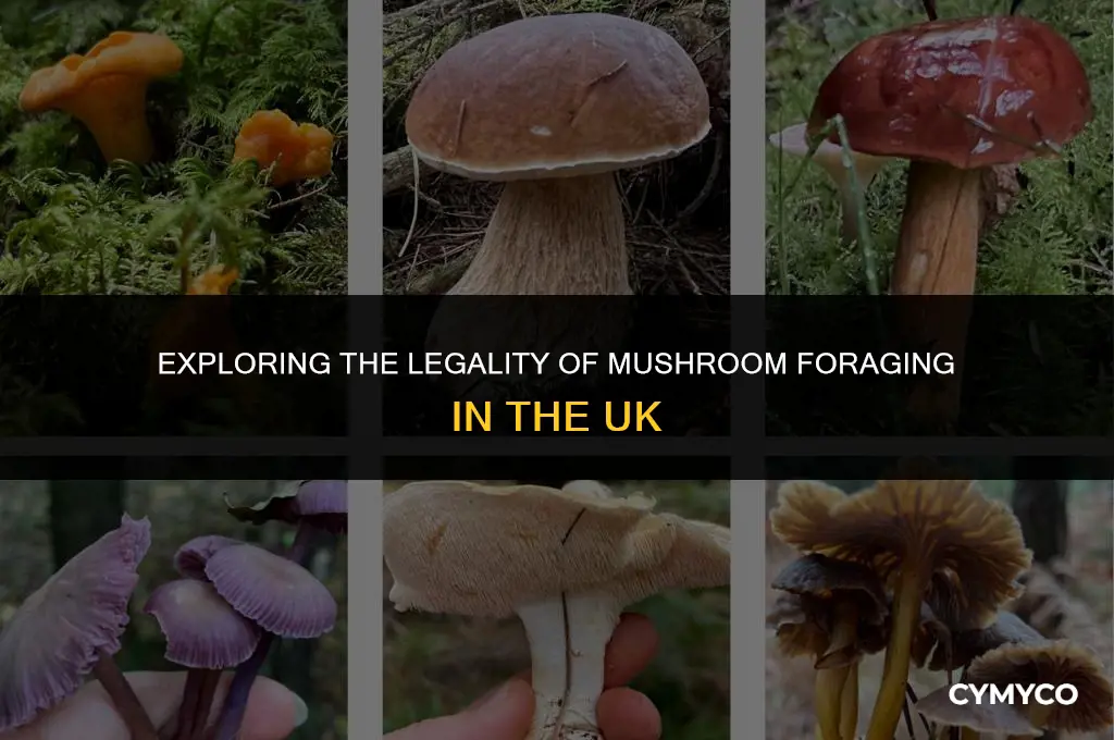 is it legal to pick mushrooms in uk