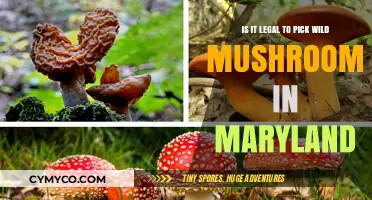 Exploring Maryland's Wild Mushroom Laws: A Forager's Guide