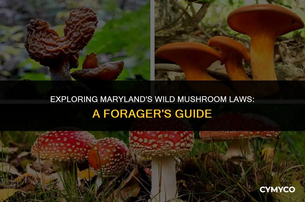 is it legal to pick wild mushrooms in maryland