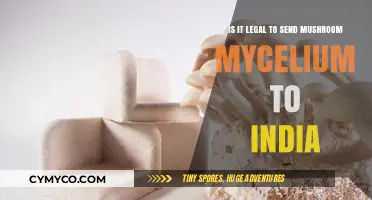Navigating the Legal Landscape: Shipping Mushroom Mycelium to India