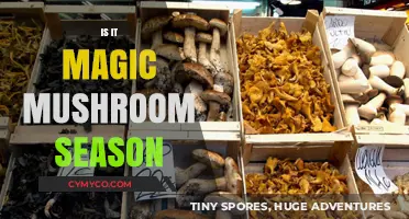 Enchanted Harvest: Is It Magic Mushroom Season?