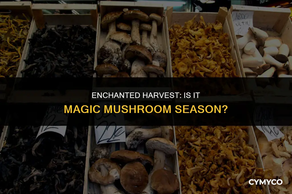 is it magic mushroom season