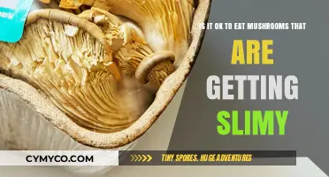 Exploring Edibility: Are Slimy Mushrooms Safe to Eat?