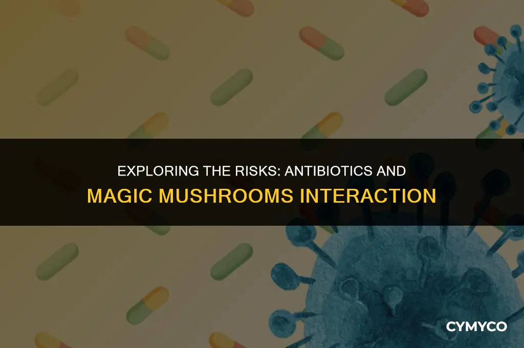 is it ok to take antibiotics and magic mushroom