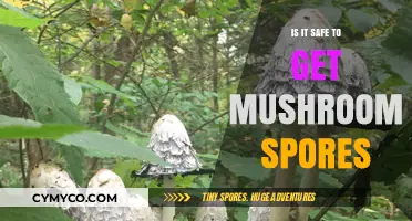 Exploring the Safety of Mushroom Spores: A Comprehensive Guide