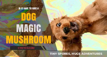 Exploring the Risks: Magic Mushrooms and Canine Safety