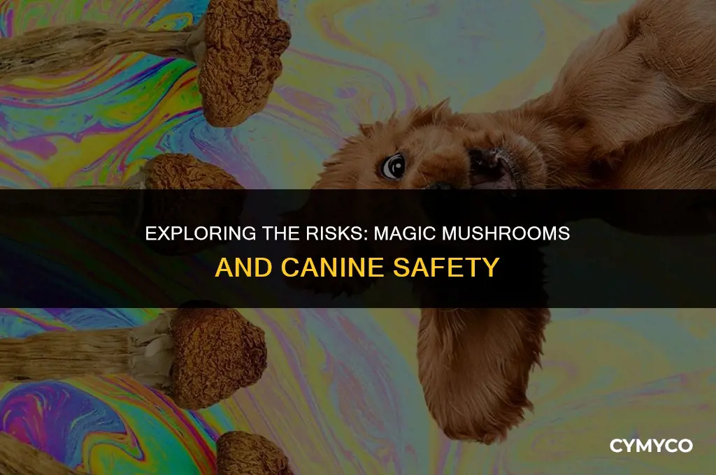 is it safe to give a dog magic mushroom