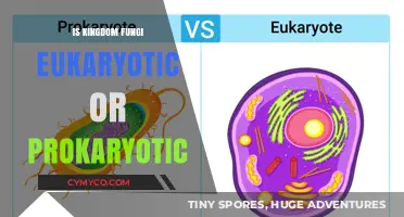 Exploring the Kingdom Fungi: Eukaryotic or Prokaryotic?